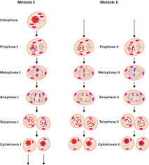 Some of the worksheets displayed are cell cycle and mitosis answer key, lab 9 eukaryotic cell division mitosis and meiosis, cell growth and reproduction, genes in motion mitosis lesson guide, cell division, mitosis meiosis quiz study guide, cells alive meiosis phase work answers. Mitosis And Meiosis 1 2 Summary Worksheet