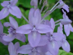 Image result for Panicum graciliflorum