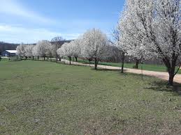 / this flowering pear is a versatile addition to your outdoor space. Hill Top Farms Nursery Posts Facebook