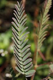 Image result for Aeschynomene cristata