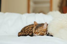 Maybe you would like to learn more about one of these? Pet Spay Neuter Garden Grove Ca 92845 Vet Care Pet Clinic