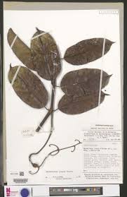 Image result for Ancylobothrys pyriformis