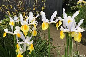 Purple and yellow flowers meaning. Interesting Meaning And Symbolism Of Iris Flower And Tattoo Florgeous