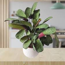 Image result for Ktenante Ctenanthe