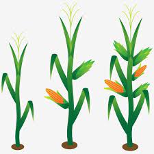 Hand Painted Corn Corn Stalk Plant Crop Growing Grow Up Png And Vector With Transparent Background For Free Download Corn Plant Corn Stalks Watercolor Flower Background