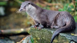 Did you see that otter wiggle? Otter Naturescot