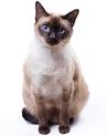 Flame Point Siamese: What You Need to Know About This ...