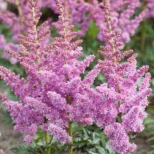 Visions Astilbe Astilbe Perennials Shade Perennials