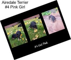 List your kennel with us and advertise that you are a breeder, trainer or handler. Hunting Dogs Airedale Terrier For Sale In Saskatchewan Agriseek Com
