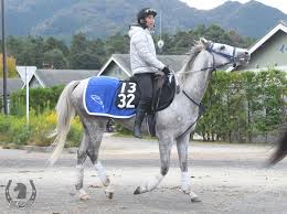 シルバークレイン - 競走馬詳細 - UMATOKU | 馬トク