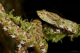 Image result for Xyris schliebenii