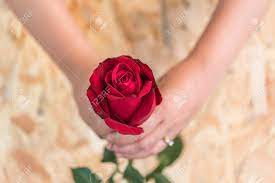 They are perfectly suited to convey your feelings for your someone. Love Romantic Rose Beautiful Flower Images