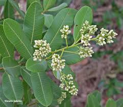 Image result for Ozoroa reticulata
