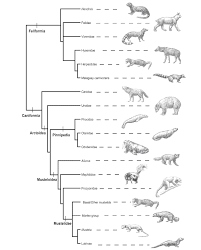 A Review Of Friar W 2000 Baraminology Classification Of