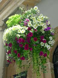 Kuvahaun tulos haulle hanging basket