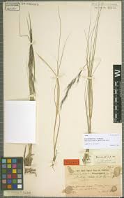 Image result for Thesium bangweolense