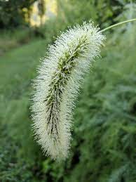Dew On Foxtail Grass Foxtail Grass Grass Flowers