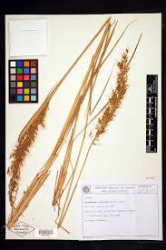 Image result for Sorghastrum stipoides