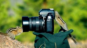 Maybe you would like to learn more about one of these? Professional Photography Logo Design Services In Usa Mega Mind Web