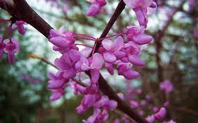 We did not find results for: Garden Design The Abcs Of Northern Virginia Flowering Trees Surrounds Landscape Architecture