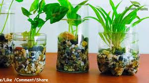 Goldfish usually work best in the indoor pond and should be fed minimally. Gardening Green Your Gardening Forum
