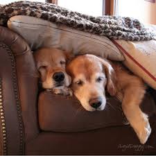From The Treat Jar Blog Mascotas Bonitas Perros Perros Lindos