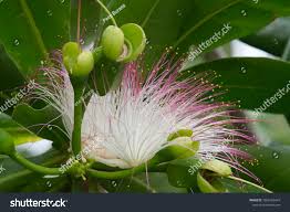 Image result for Barringtonia asiatica