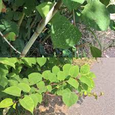 What does japanese knotweed look like? Cause And Effect Related To Climate Change Of The Japanese Knotweed The Invasion Of The Alien Species A Journey Towards Sustainable Change A Personal Blog By Peter Borkens