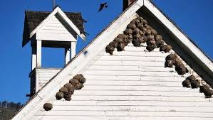 Birds That Make Mud Nests On Houses 17 Bizarre And Beautiful Bird Nests Bird Nest Beautiful Birds Bird