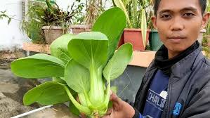 Sawi pakcoy sawi putih dan samhong hidroponik ; mana yang paling berat