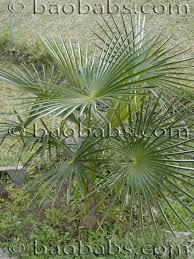 Image result for Coccothrinax