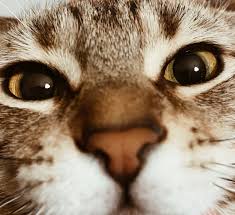 Kaan Bagci On Twitter Kedi Burnu Koleksiyonum