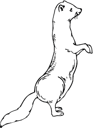 Culture and tradition coloring pages. Ferret Animals Printable Coloring Pages