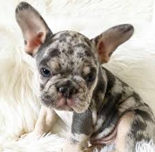 Maybe you would like to learn more about one of these? French Bulldog Puppies For Sale Phoenix Az 347580