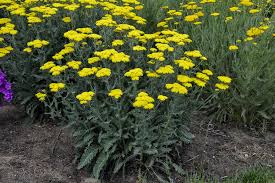 Achillea Sassy Summer Silver Yarrow Yarrow Yarrow Plant Yarrow Flower