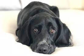 Although she has owned many dog breeds in her lifetime, poodles and poodle mixes have become her favorite. 19 Labradors Mixed With Cocker Spaniel The Paws