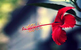 Image result for red flower