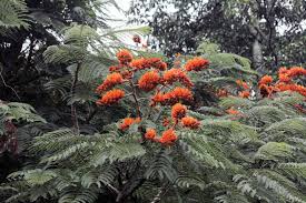 Image result for Colvillea