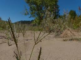 Image result for Ischaemum