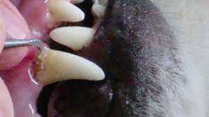 Jul 09, 2021 · how to prevent tartar buildup. Scraping Tartar Off A Dog S Teeth With A Dental Scraper Youtube