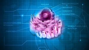 Fungsi sel hewan re halus. Inilah Fungsi Retikulum Endoplasma Kasar Dan Halus