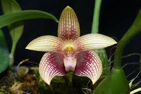 Image result for Hypericophyllum