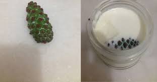 Dunyada En Iyi Yapilan Yogurt Cig Kozalak Ile Yapilan Yogurttur Yogurt Yemek Sunumu Gida