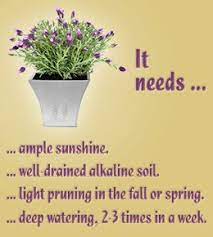 A Low Maintenance And Beautifully Potted Lavender Plant On The Patio To Keep The Mosquitoes Away Lavender Plant Care Lavender Plant Potted Lavender