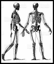 There are 206 bones and 640 muscles present in human body. The Human Body 3d Bones Muscles For Android Apk Download