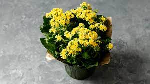 We did not find results for: Spring For Flowers