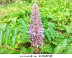 Image result for Uraria