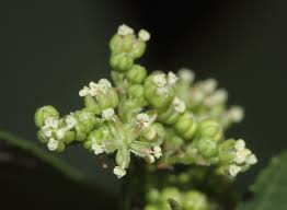 Image result for Trema sp A