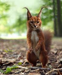 Fake Hybrid Animals Funny Photoshopped Animals Funny Animals Animal Mashups