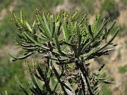 Image result for Euphorbia davyi